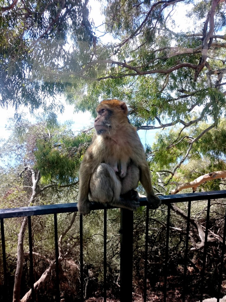 a_gibraltar_monkey