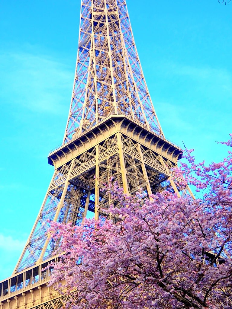 the_eiffel_tower_surrounded_by_violet_plants