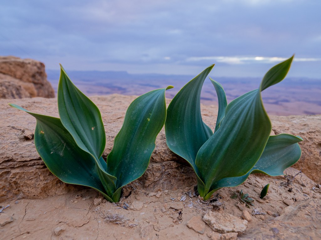 two_green_plants_growing_on_a_dry_ground