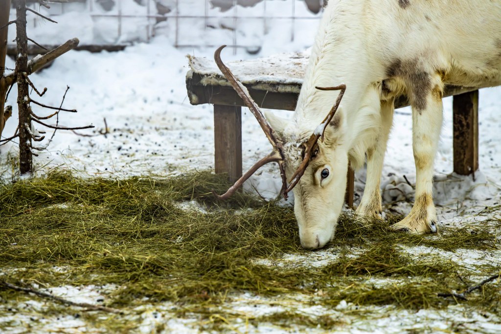 albinos_reindeer_eating_grass