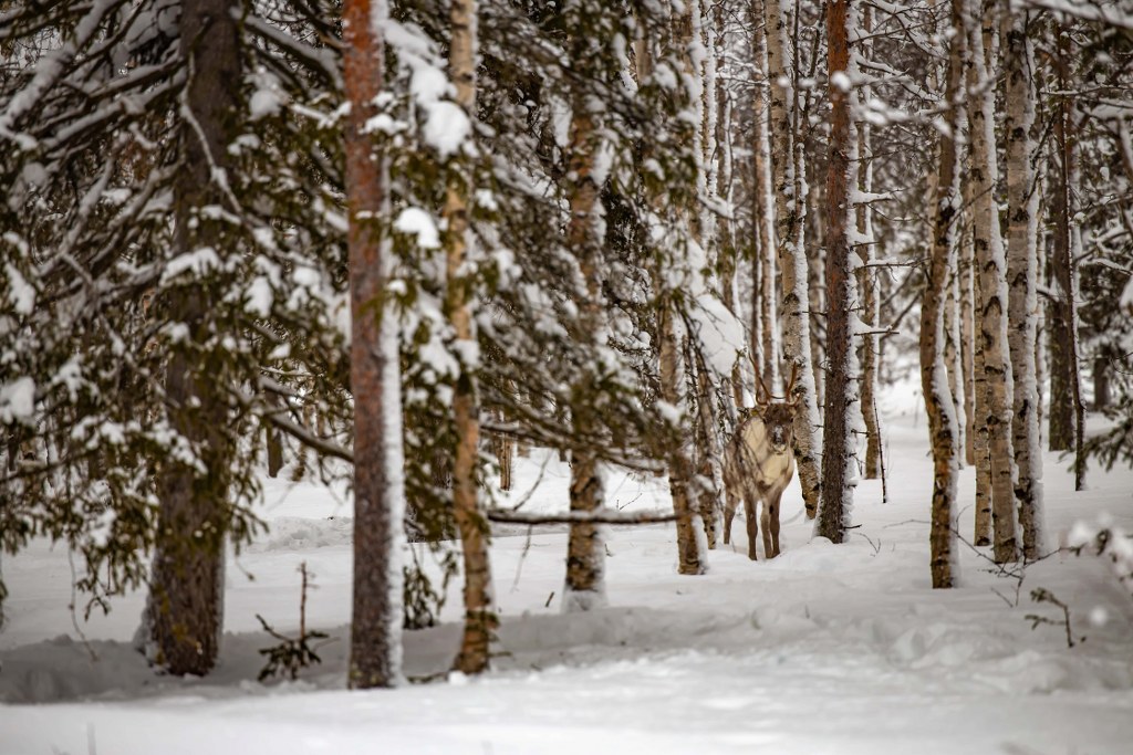 reindeer_hiding_behind_trees_in_a_forrest