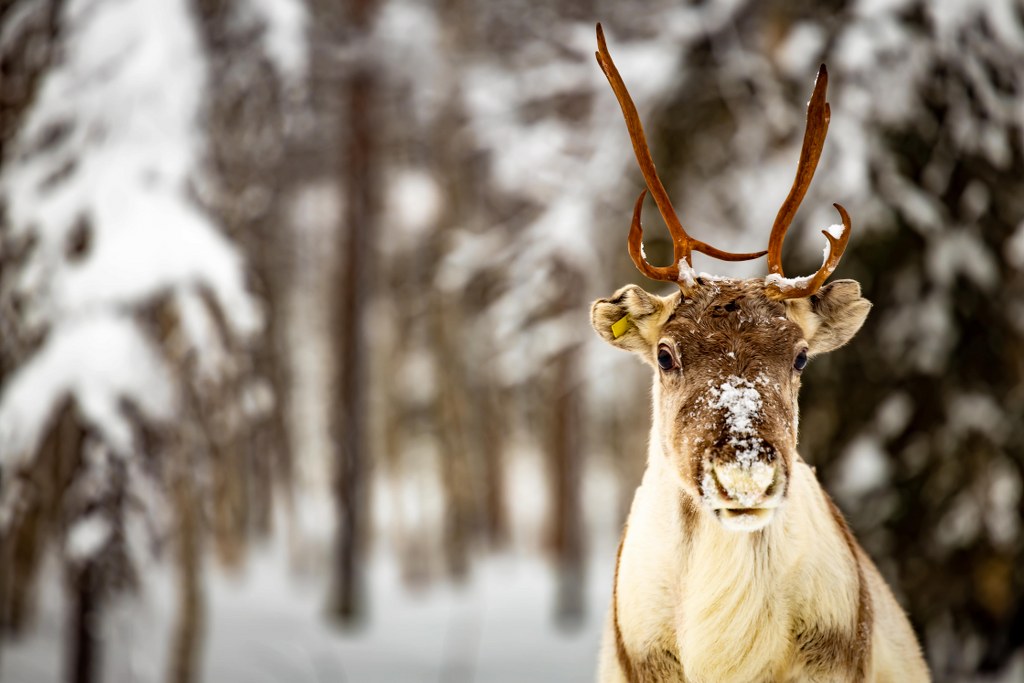 white_and_brown_reindeer_staring_at_a_camera