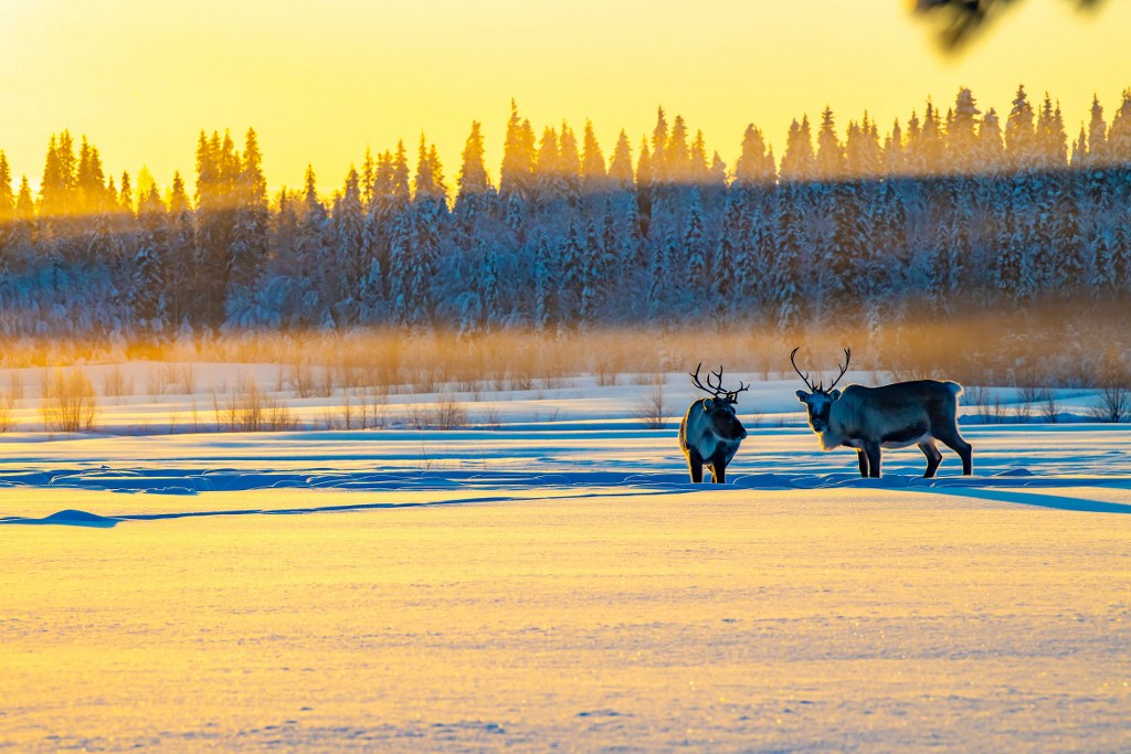wild_reindeers_in_a_morning_sunlight