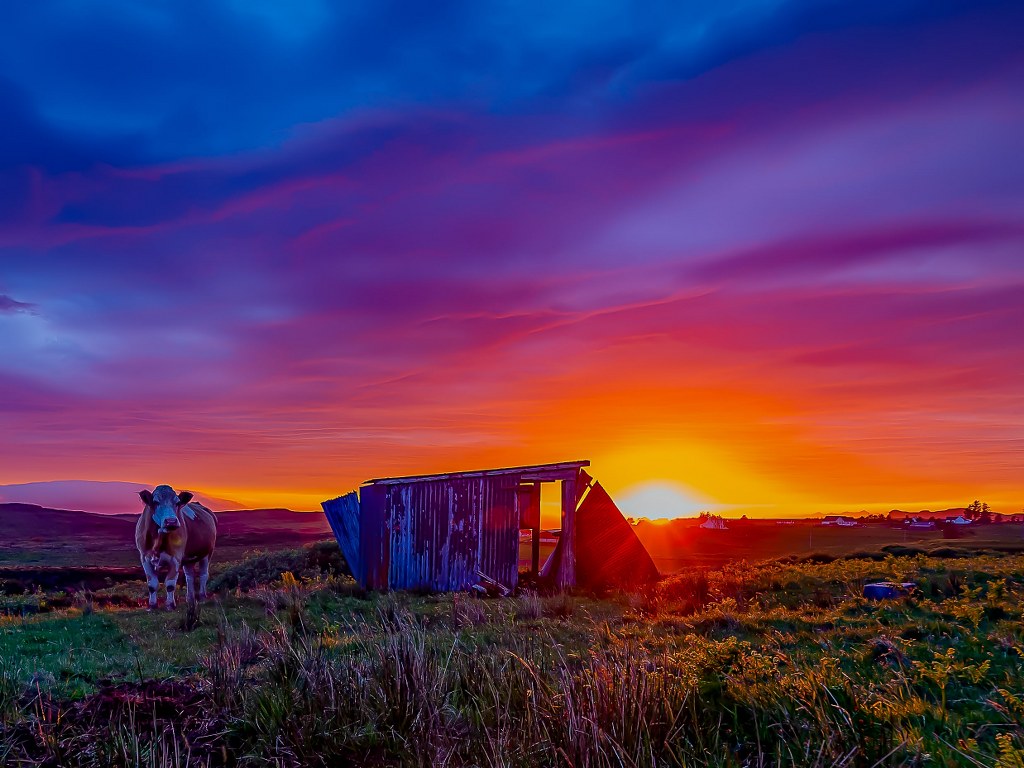 a_cow_standing_next_to_a_shelter_sourounded_with_colorful_sunset