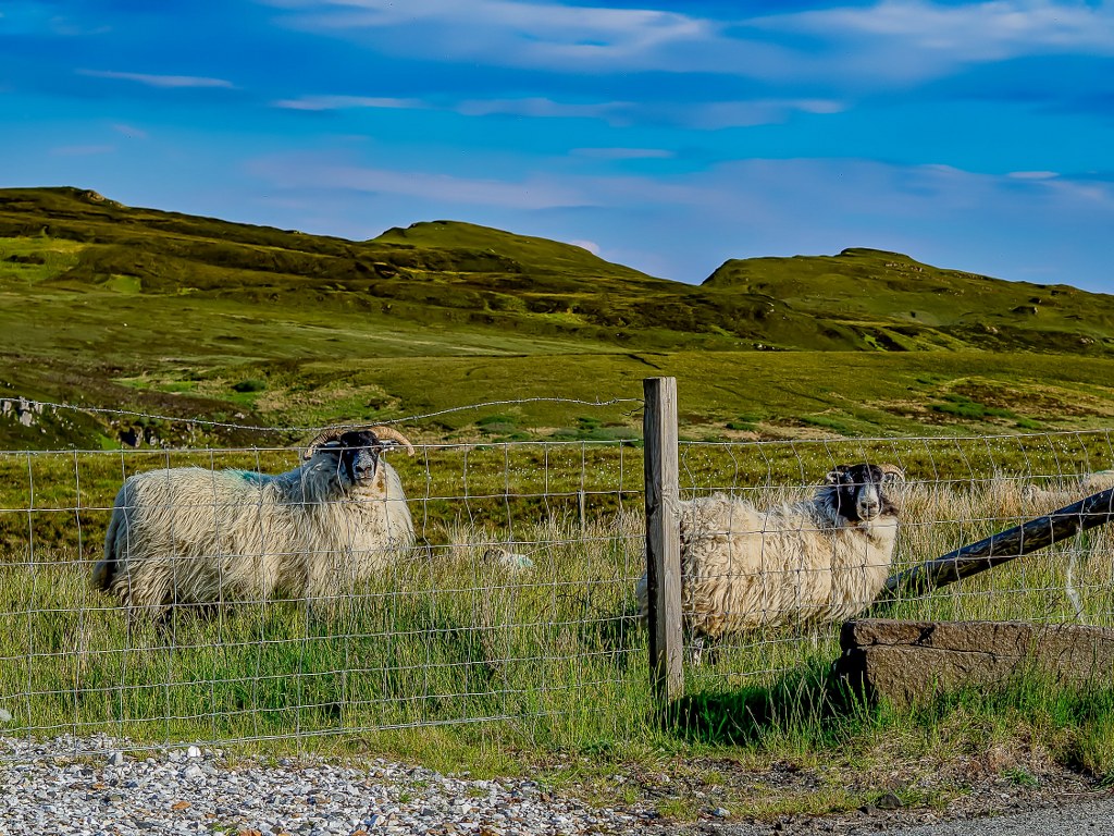 two_sheeps_standing_in_front_of_a_camera