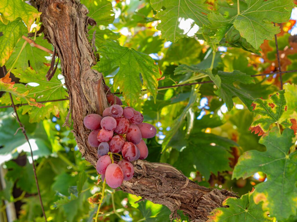 purple_grapes_in_a_tree