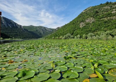 CZARNOGÓRA: Jezioro Szkoderskie – co zobaczyć, jak zaplanować wyjazd i co zjeść?